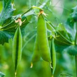 Pea Pods
